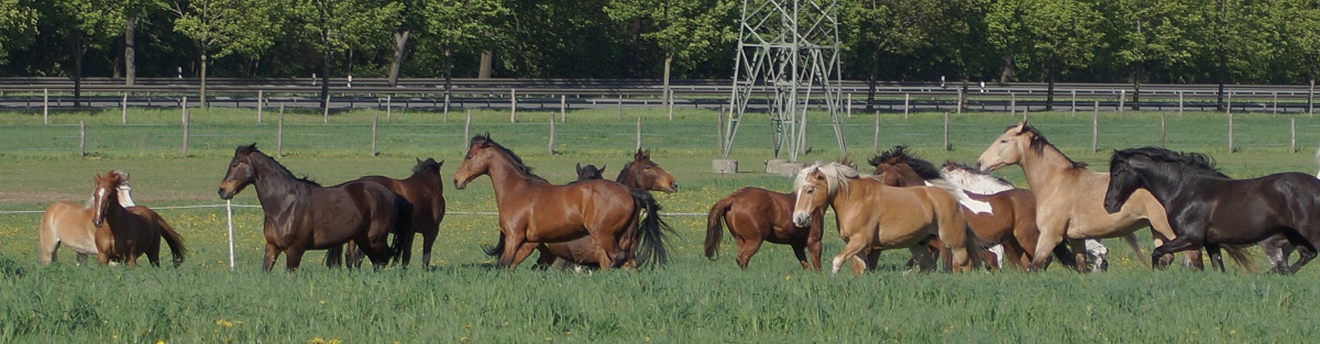 erster Weidegang für 1 Stunde am 1.5.2018